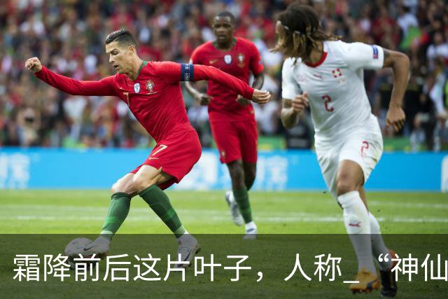 霜降前后这片叶子，人称 “神仙叶”！晒干熬汤泡水喝，润肺疏肝！